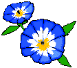 fiori1