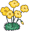 fiori