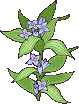 fiori2