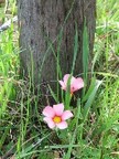 fiori e albero