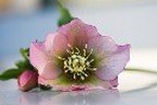 fiore colto