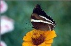 farfalla e fiore