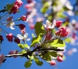 fiori cielo