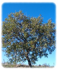 quercia