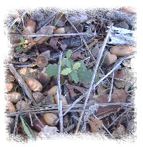 piccola quercia