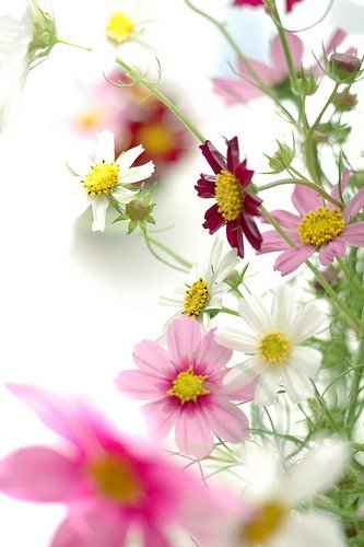 flowers