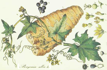 bryonia alba bryonia alba