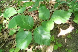 quercia velenosa