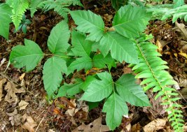 Edera velenosa